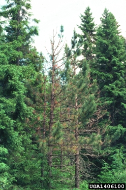 Scleroderris canker of pine and spruce (Gremmeniella abietina ) on red pine (Pinus resinosa ) - 1406100