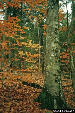 beech bark disease (Nectria coccinea ) on American beech (Fagus grandifolia ) - 1406127