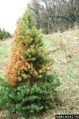 frost and winter injury (general) (  ) on Scots pine (Pinus sylvestris ) - 1406174