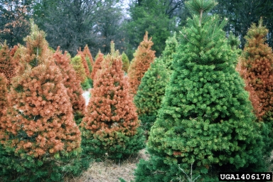 frost and winter injury (general) (  ) on Scots pine (Pinus sylvestris ) - 1406178