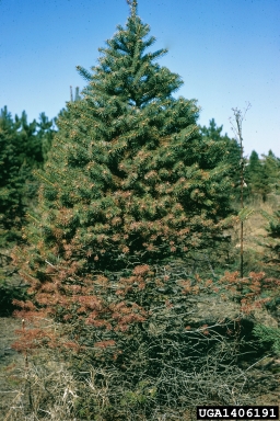 Rhizosphaera needle cast (Rhizosphaera kalkhoffii ) on blue spruce (Picea pungens ) - 1406191