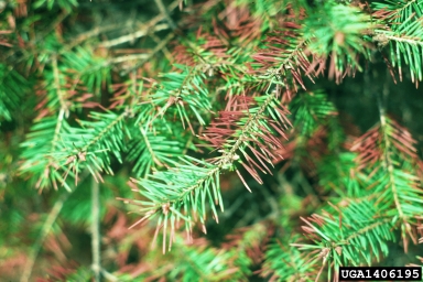 Swiss needle cast (Phaeocryptopus gaeumannii ) on Douglas-fir (Pseudotsuga menziesii ) - 1406195