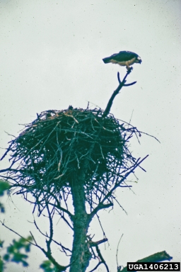 osprey, Pandion haliaetus  (Ciconiiformes: Accipitridae) - 1406213