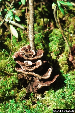 Ectomycorrhizae (Thelephora terrestris ) on black spruce (Picea mariana ) - 1406215