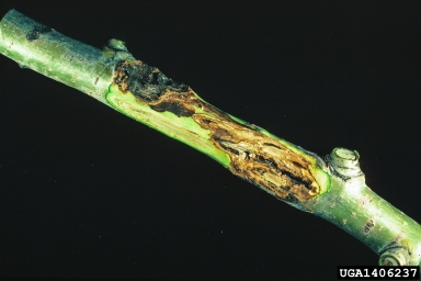 Hypoxylon cankers, Hypoxylon spp.  (Xylariales: Xylariaceae) - 1406237