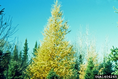 tamarack, Larix laricina  (Pinales: Pinaceae) - 1406265
