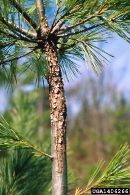 white pine blister rust (Cronartium ribicola ) on eastern white pine (Pinus strobus ) - 1406266