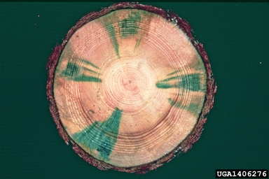 pine wilt nematode, Bursaphelenchus xylophilus  (Aphelenchida: Aphelenchidae) - 1406276