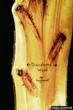 Compartmentalization Of Decay In Trees (CODIT),    - 1409008