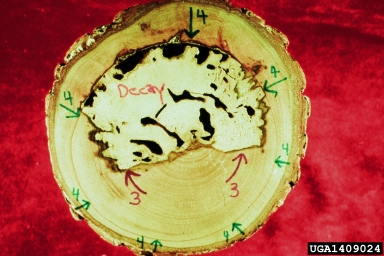Compartmentalization Of Decay In Trees (CODIT) on sweetgum (Liquidambar styraciflua ) - 1409024