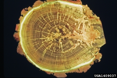 Compartmentalization Of Decay In Trees (CODIT) on black locust (Robinia pseudoacacia ) - 1409037
