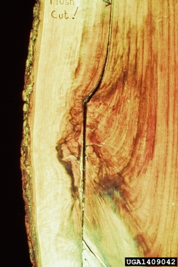flush cut on black walnut (Juglans nigra ) - 1409042