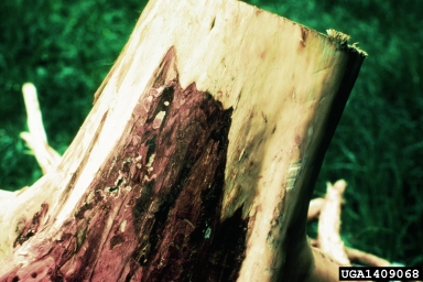 annosum root disease (Heterobasidion annosum ) on pine (Pinus spp. ) - 1409068