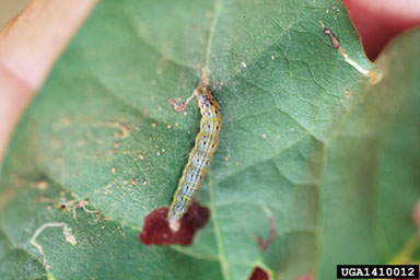 garden webworm (Achyra rantalis ) on cotton (Gossypium hirsutum ) - 1410012