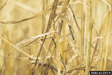 armyworm (Mythimna unipuncta ) on cereal rye (Secale cereale ) - 1410019