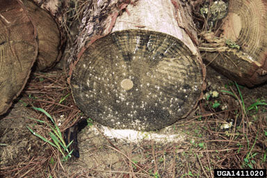 pinhole borer, Platypus spp.  (Coleoptera: Curculionidae) - 1411020