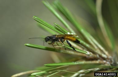 Sirex woodwasp, Sirex noctilio  (Hymenoptera: Siricidae) - 1414001