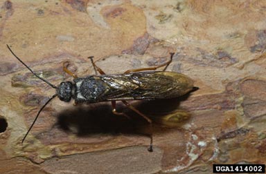 Sirex woodwasp, Sirex noctilio  (Hymenoptera: Siricidae) - 1414002