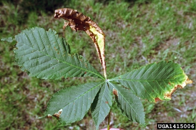 Guignardia blotch of buckeyes and horsechestnuts (Guignardia aesculi ) on common horse chestnut (Aesculus hippocastanum ) - 1415006