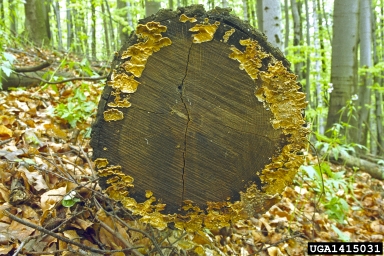 false turkey tail (Stereum gausapatum ) on oak (Quercus spp. ) - 1415031