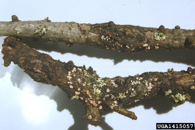 European larch canker (Lachnellula willkommii ) on European larch (Larix decidua ) - 1415057