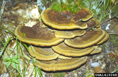 Schweinitzii root and butt disease (Phaeolus schweinitzii ) on Scots pine (Pinus sylvestris ) - 1415068