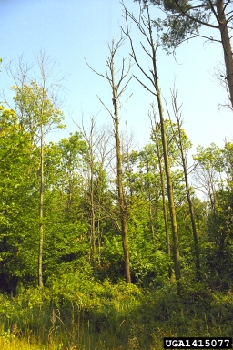 chestnut blight or canker (Cryphonectria parasitica ) on European chestnut (Castanea sativa ) - 1415077