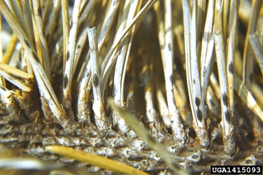 pine needle cast (Lophodermium pinastri ) on mugo pine (Pinus mugo ) - 1415093