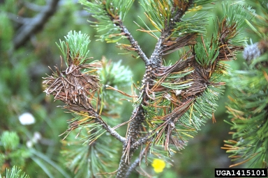 Herpotrichia fungi (Herpotrichia spp. ) on mugo pine (Pinus mugo ) - 1415101