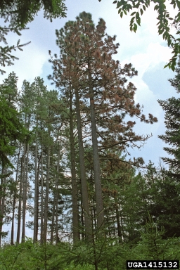 Diplodia blight (Sphaeropsis sapinea ) on Jeffrey pine (Pinus jeffreyi ) - 1415132
