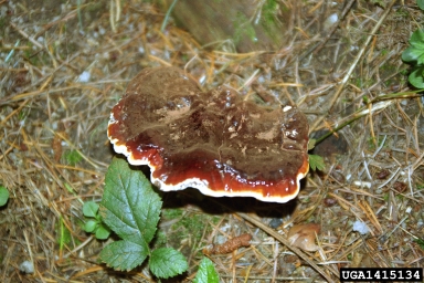 Ganoderma root and butt rot (Ganoderma lucidum ) on silver fir (Abies alba ) - 1415134