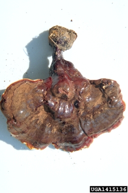 Ganoderma root and butt rot (Ganoderma lucidum ) on silver fir (Abies alba ) - 1415136
