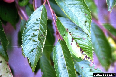 Stigmina fungus (Wilsonomyces carpophilus ) on sweet cherry (Prunus avium ) - 1415157