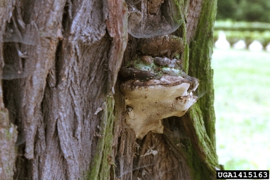 Perenniporia fraxinea (Perenniporia fraxinea ) on black locust (Robinia pseudoacacia ) - 1415163