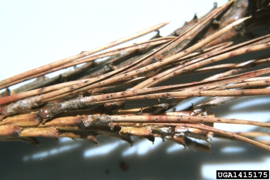 Dothistroma needle blight (Mycosphaerella pini ) on Austrian pine (Pinus nigra ) - 1415175