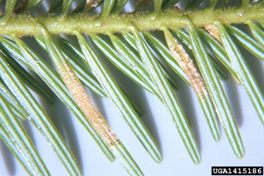 fir-fireweed rust (Pucciniastrum epilobii ) on silver fir (Abies alba ) - 1415186