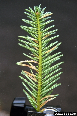 fir-fireweed rust (Pucciniastrum epilobii ) on silver fir (Abies alba ) - 1415188