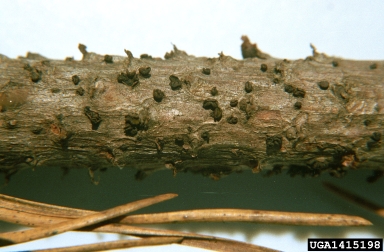 Scleroderris canker of pine and spruce (Gremmeniella abietina ) on mugo pine (Pinus mugo ) - 1415198