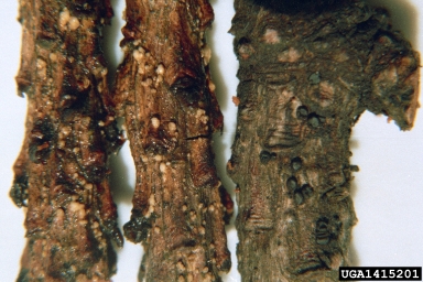 Scleroderris canker of pine and spruce (Gremmeniella abietina ) on mugo pine (Pinus mugo ) - 1415201