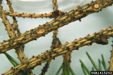 Phacidium fungus (Phacidium coniferarum ) on Norway spruce (Picea abies ) - 1415202
