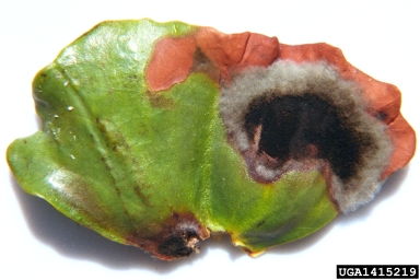 Alternaria black molds / stem cankers (Alternaria spp. ) on European beech (Fagus sylvatica ) - 1415219
