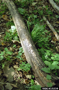beech bark disease (Nectria coccinea ) on maple (Acer spp. ) - 1415239