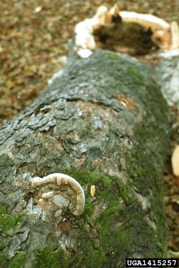 Ganoderma root and butt rot (Ganoderma australe ) on Sycamore maple (Acer pseudoplatanus ) - 1415257