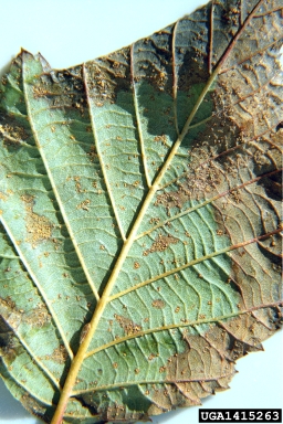 birch rust (Melampsoridium betulinum ) on gray alder (Alnus incana ) - 1415263