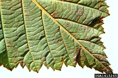 birch rust (Melampsoridium betulinum ) on gray alder (Alnus incana ) - 1415265