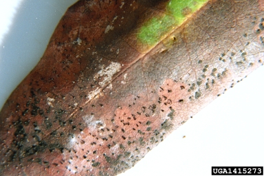 Pestalotiopsis blight (Pestalotiopsis quepinii ) on rhododendrons and azaleas (Rhododendron spp. ) - 1415273