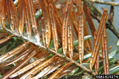 Cytospora canker (Cytospora pinastri ) on silver fir (Abies alba ) - 1415274