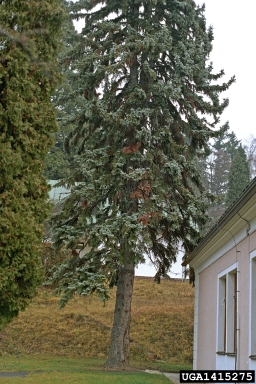 Cytospora canker of spruce (Valsa kunzei ) on blue spruce (Picea pungens ) - 1415275