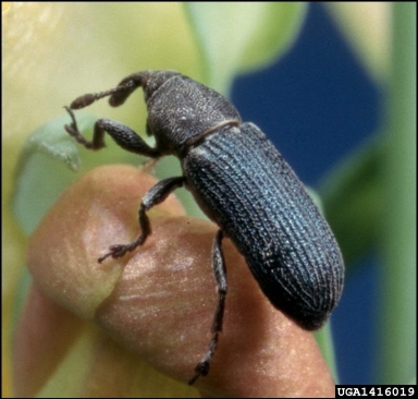 stem-boring weevil (Mecinus janthinus ) on toadflax (Linaria spp. ) - 1416019