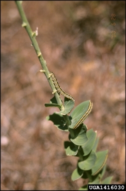 Toadflax Brocade (Calophasia lunula ) on Dalmatian toadflax (Linaria dalmatica ) - 1416030